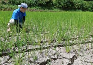 水不足でひび割れた田んぼを見る男性=7月23日、上越市吉川区
