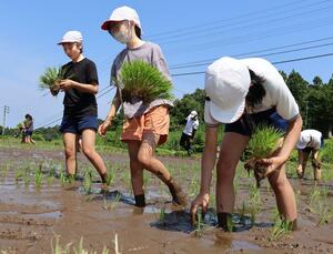 酒米の田植えをする大潟町小学校の6年生=上越市柿崎区水野