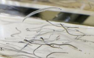 シラスウナギ=2024年7月、鹿児島県和泊町