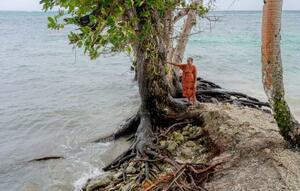　マーシャル諸島マジュロで、波の浸食が進み根が露出した木。同諸島は地球温暖化に伴う海面上昇被害の最前線となっている＝６日（共同）