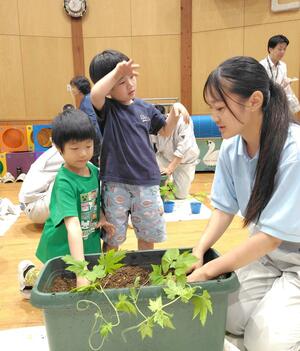 ゴーヤーの苗を植える園児=新発田市住吉町4