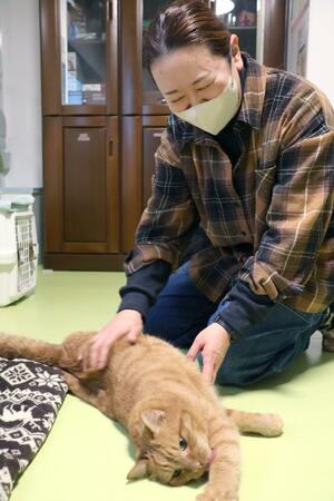 保護猫と触れ合う、ディアパウズの山本絵里子代表＝佐渡市八幡