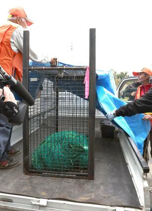 捕獲されたクマ（緑の網の中）＝３１日午後３時２２分、阿賀野市新保
