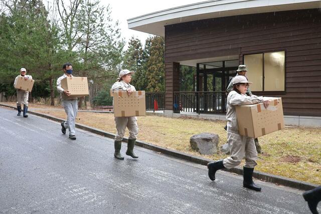 箱に入れたトキを訓練用ゲージに運ぶ職員ら=3日、佐渡市新穂正明寺