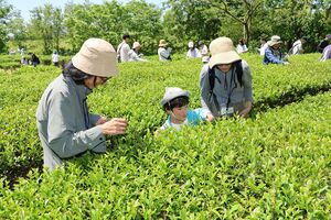 お茶の葉を丁寧に摘み取る参加者ら＝村上市の三面川中州公園