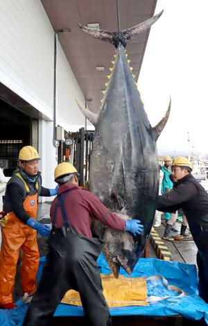 クレーンで船から港に揚げられた250キロのクロマグロ=12月18日、佐渡市春日
