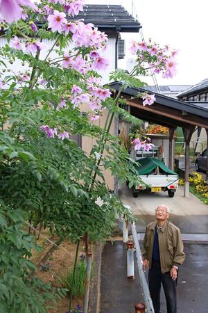 ピンクの花を咲かせた皇帝ダリア=見附市葛巻2