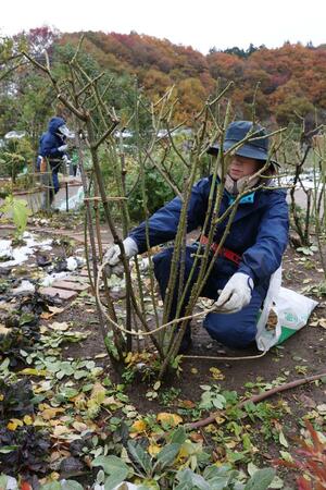 バラの枝を切り雪囲いをする越後丘陵公園のスタッフ＝１９日、長岡市宮本東方町