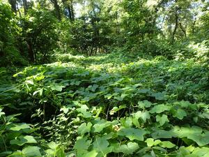 麒麟山の植物調査で新たに確認された特定外来生物のアレチウリ(阿賀町教育委員会提供)