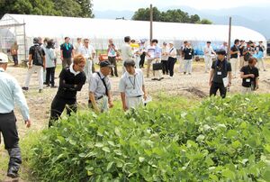 ほ場整備の実施区画で栽培されている枝豆を視察する研修会の参加者=阿賀野市蒔田