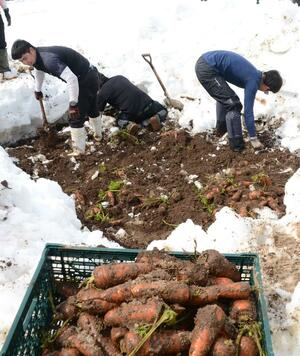 スコップで雪を掘り進め、雪下にんじんを掘り出す参加者=津南町下船渡
