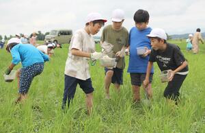 学童農園で、田んぼにすむ生き物を探す児童ら=阿賀野市発久