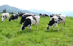 放牧地で草を食む乳牛=5月23日、津南町上郷宮野原