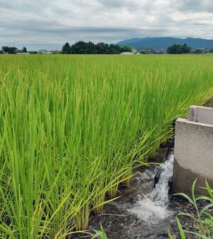 出穂期を迎え、水が供給される田んぼ=14日、新発田市