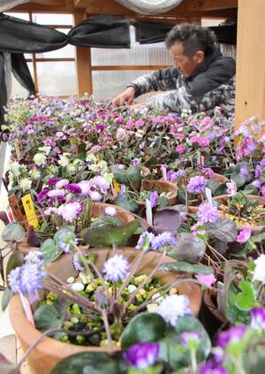 所狭しと咲き競う青木貴博さんの雪割草=阿賀町角島