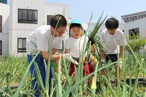 一緒にタマネギを収穫する水原中学校の生徒と園児=阿賀野市学校町