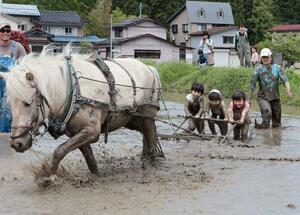 馬と一緒に田んぼを耕す子どもたち=上越市滝寺