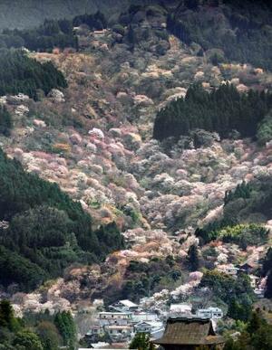 　見頃を迎えた吉野山の桜＝２日、奈良県吉野町（共同通信社ヘリから）