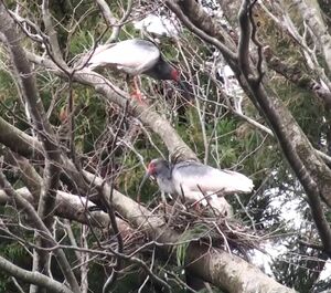野生下で今季初めて営巣が確認されたトキのペア=3月17日、佐渡市(環境省提供)
