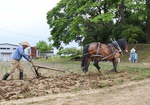 馬の力を借りて田んぼの土を掘り起こす馬耕の見学会=長岡市籠田