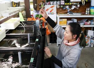 メダカを選別する店長の井口サヤカさん=南魚沼市泉