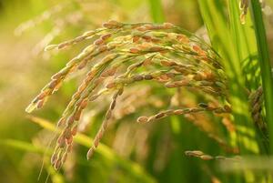 埼玉県北本市の水田の稲穂。これまで「コシヒカリ」を植えていたが、今年から高温耐性に優れた品種「にじのきらめき」に切り替えた=6日午後