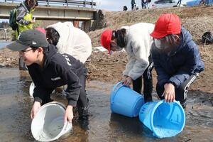 柿崎川でサケの稚魚を放流する下黒川小の児童ら=上越市柿崎区岩手