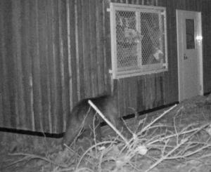 　札幌市中央区の円山動物園のカメラに写ったヒグマ（中央）＝１１日未明（同市提供）