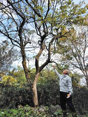 クマが登っていた柿の木＝１３日午後１時４０分ごろ、五泉市小搦