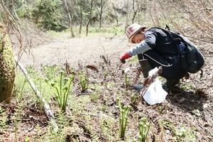 高柳じょんのび村の山菜フェアで、山菜を収穫する参加者=柏崎市