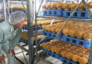 自動倉庫型工場でナメコの生育を確認するゆきぐに森林組合の植木竜博部長=十日町市松之山