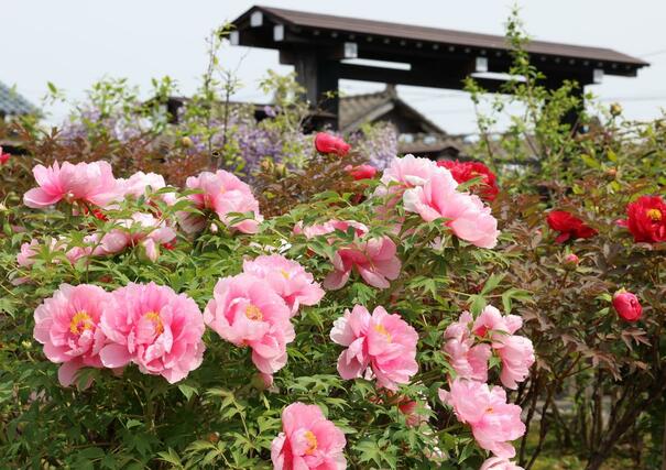 雙林寺の境内で見頃を迎えたボタン＝２８日、長岡市下沼新田