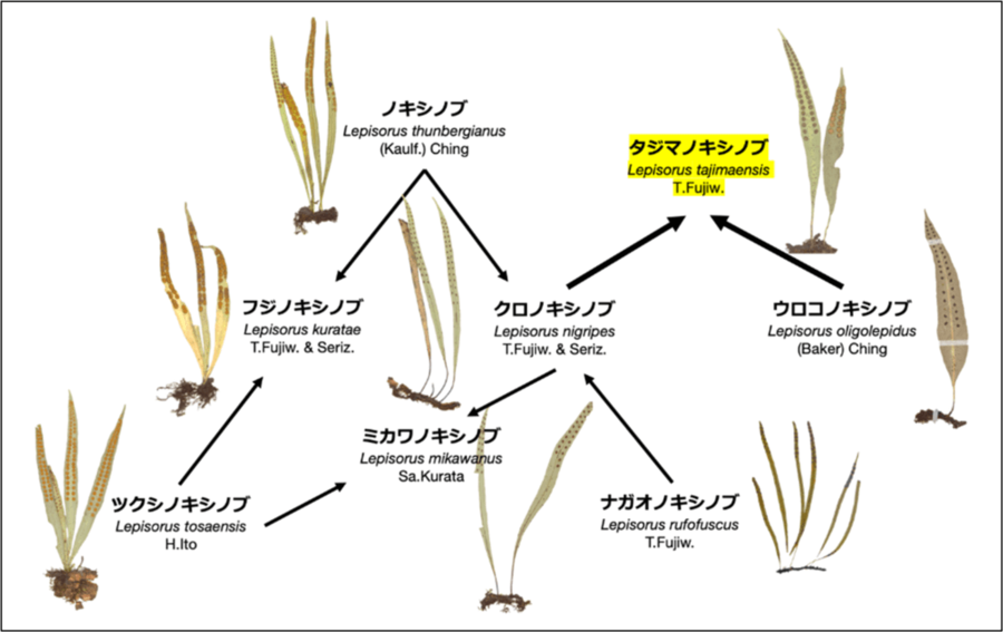 昭和医科大学らの共同研究チームが、百人一首にも詠まれるシダ植物の