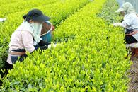 村上市で「北限」の茶摘み始まる！黄緑色に輝く新芽「若葉の香り味わって」　10日には新茶が店頭に