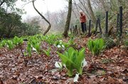 かれんな純白春を告げ…新潟市西蒲区「天狗の谷」でミズバショウ見頃　4月上旬まで