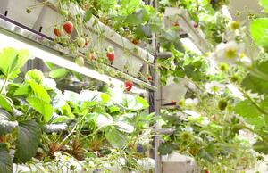 MD-Farmが開発しているイチゴ植物工場の内部の様子。完全無農薬栽培を実現したという(MD-Farm提供)