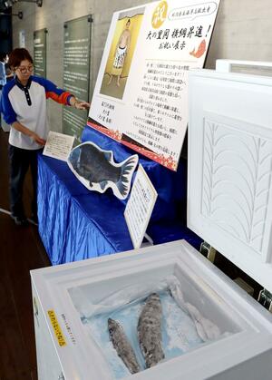 新横綱の大の里の活躍を願って企画された展示=上越市五智2