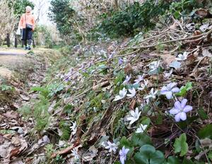 見頃を迎え、白や紫の花が美しい雪割草＝柏崎市西山町大崎