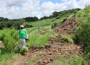 田んぼののり面が崩落した箇所を調査する、北陸農政局の職員=8日、佐渡市羽茂小泊