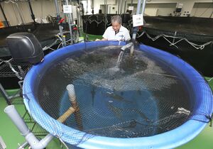 マコーの本社に設置されたアクアポニックスの設備=長岡市