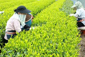 茶畑で新芽を摘み取る人たち＝８日、村上市田端町