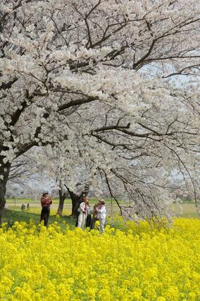 桜と菜の花のコントラストを楽しむ見物客＝１１日、新潟市西蒲区松野尾