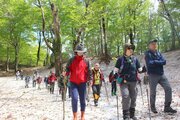 マタギの案内でブナ林歩き…残雪と青葉の景色が美しい♪村上市山北地区で登山イベント