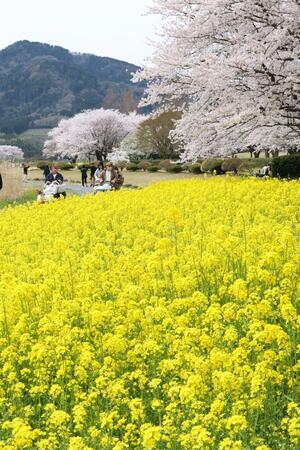 満開の桜の下、菜の花が一面に広がる上堰潟公園＝９日、新潟市西蒲区松野尾