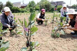丸々と成長したナスを収穫する参加者=上越市頸城区