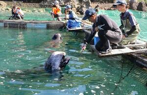 和歌山県太地町の海水浴場に設けられたいけすで泳ぐクジラ=18日午前