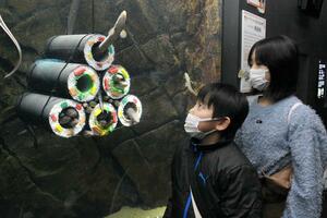 恵方巻きに見立てた筒にアナゴがぎっしりと入っている水槽=1月26日、上越市五智2