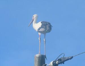 巣立ちが確認されたコウノトリのひな=28日、上越市三和区(市提供)