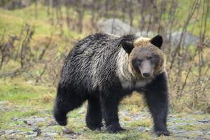 北海道知床半島のヒグマ=2012年11月(北海道大大学院の坪田敏男教授提供)