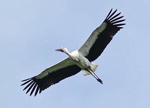 巣から飛び立ったコウノトリ=7月16日、上越市